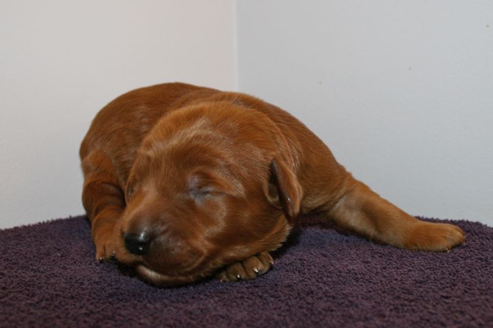 Picture of Red Ribbon Boy, week 2, 2lb 5oz