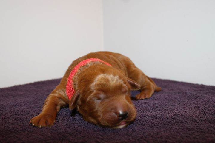 Picture of Red Ribbon Boy, week 1, 1lb 3oz