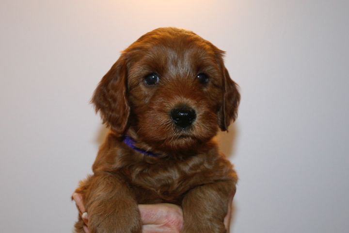 Picture of Purple Ribbon Girl, week 5, 7lb 4oz