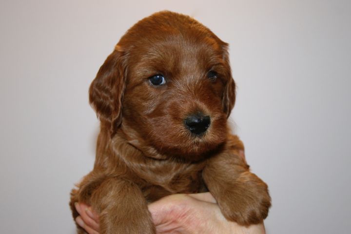 Picture of Purple Ribbon Girl, week 4, 5lb 15oz