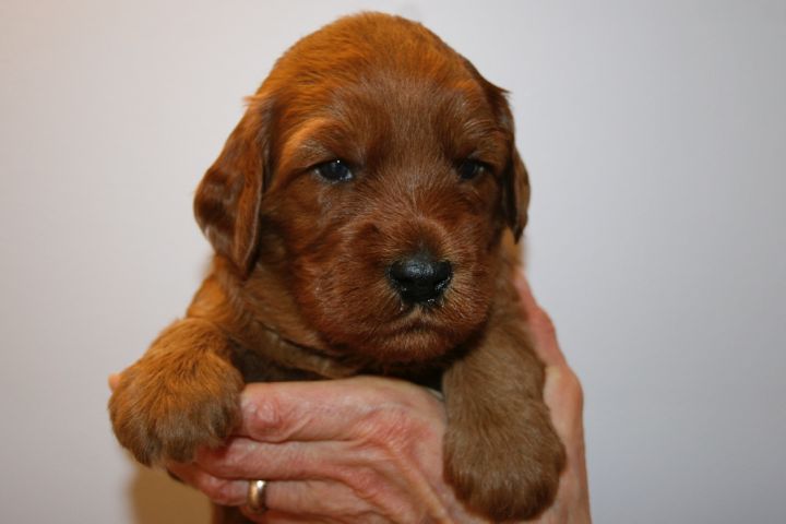 Picture of Purple Ribbon Girl, week 3, 4lb 11oz