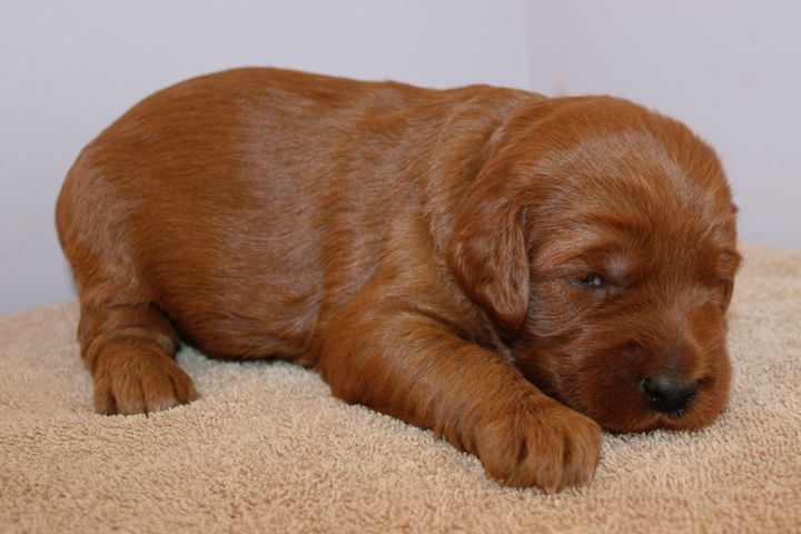 Picture of Purple Ribbon Girl, week 3, 3lb 5oz