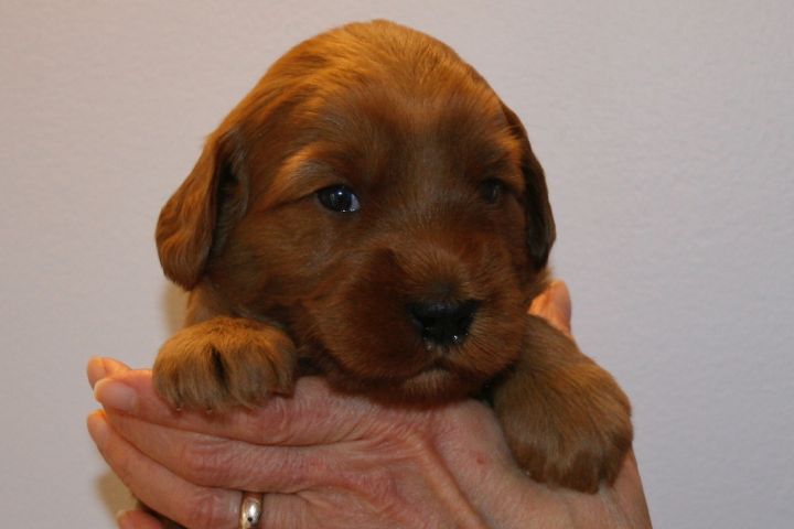 Picture of Teal Ribbon Girl, week 3, 3lb 12oz