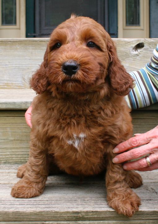 Picture of Purple Ribbon Boy, week 7, 9lb 10oz