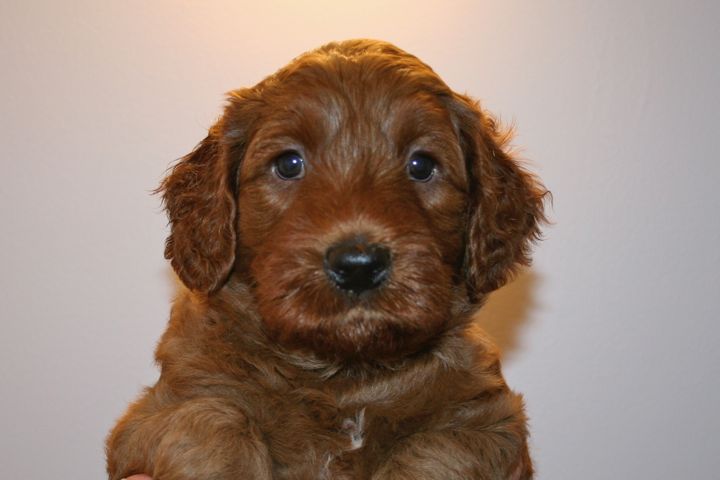 Picture of Purple Ribbon Boy, week 5, 7lb 3oz