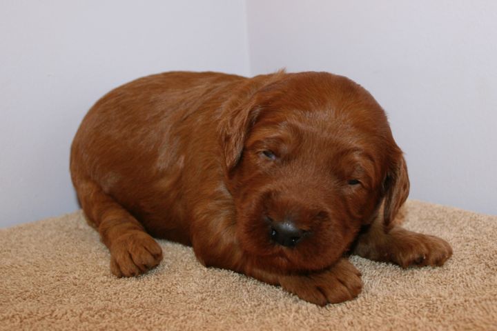 Picture of Purple Ribbon Boy, week 3, 2lb 14oz
