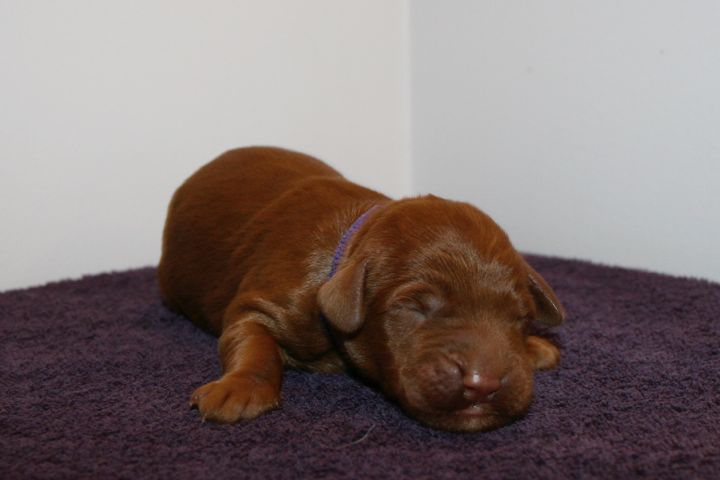 Picture of Purple Ribbon Boy, week 1, 15oz