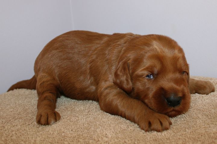 Picture of Teal Ribbon Girl, week 3, 2lb 12oz