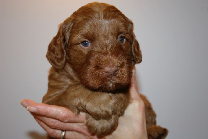 Picture of Green Ribbon Girl, week 4, 4lb 11oz