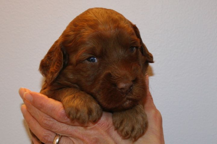 Picture of Green Ribbon Girl, week 3, 3lb 14oz