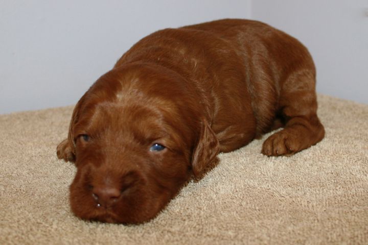Picture of Green Ribbon Girl, week 3, 2lb 10oz