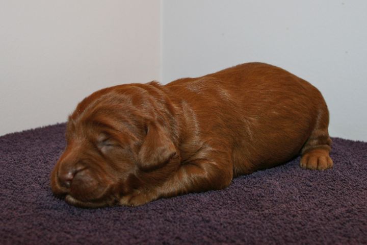 Picture of Green Ribbon Girl, week 2, 1lb 11oz
