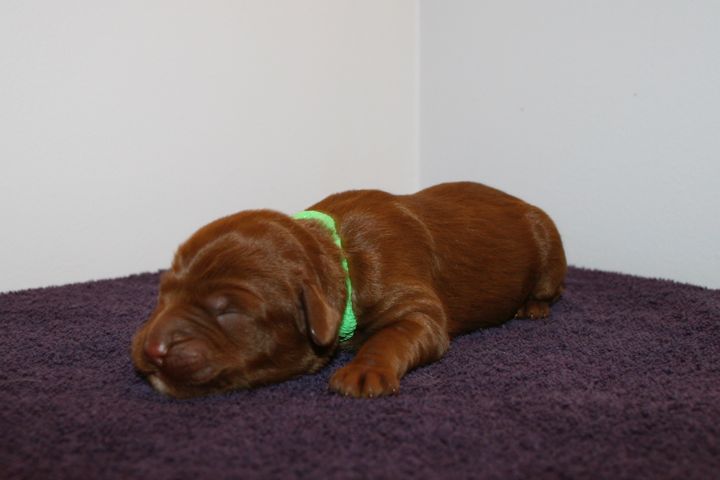 Picture of Green Ribbon Girl, week 1, 1lb