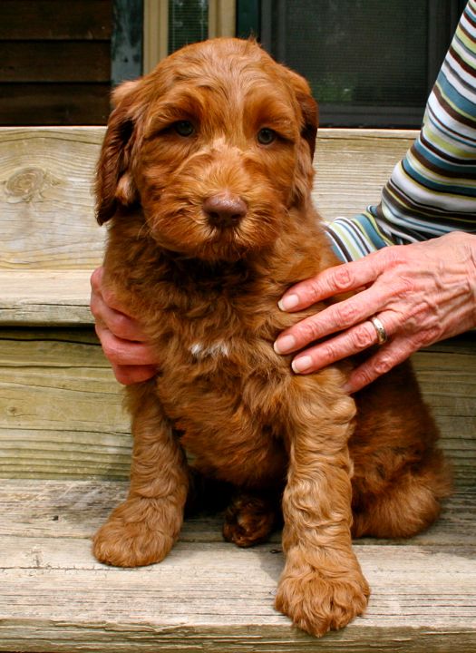 Picture of Green Ribbon Boy, week 7, 10lb 6oz
 