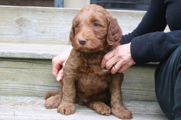Picture of Green Ribbon Boy, week 6, 9lb