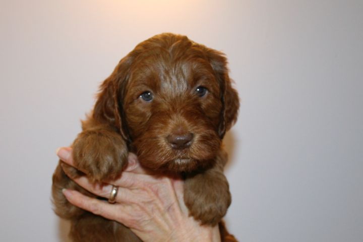 Picture of Green Ribbon Boy, week 5, 7lb 12oz