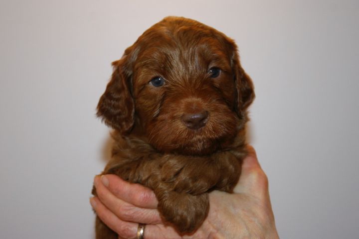Picture of Green Ribbon Boy, week 4, 6lb