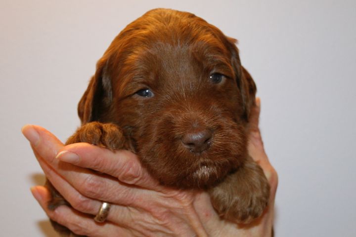 Picture of Green Ribbon Boy, week 3, 4lb 6oz