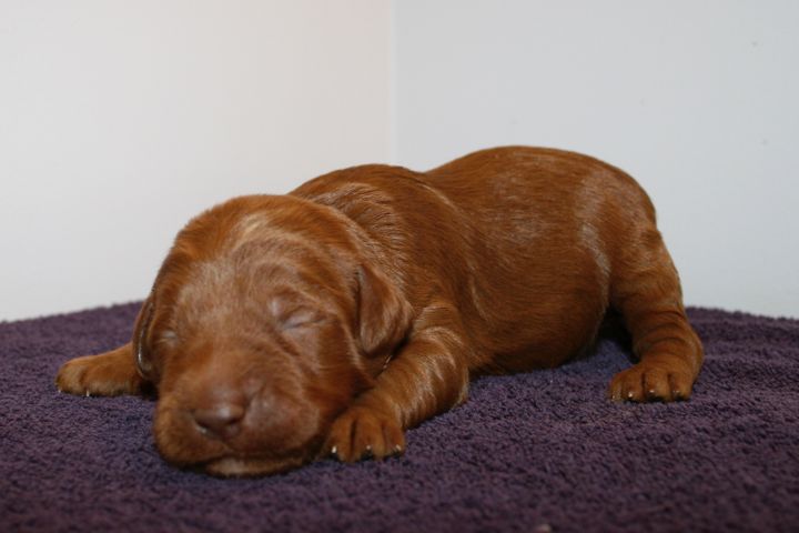 Picture of Green Ribbon Boy, week 2, 2lb