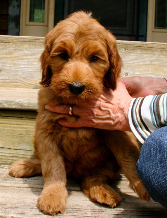 Picture of Blue Ribbon Girl, week 7, 9lb 1oz