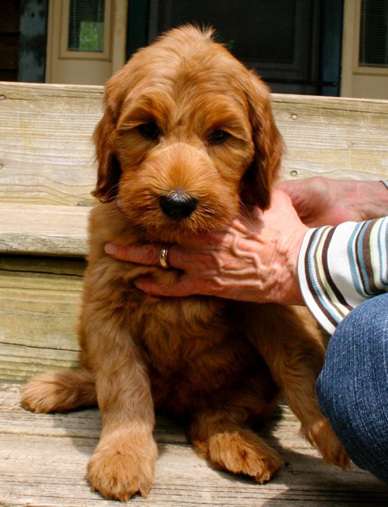 Picture of Blue Ribbon Girl, week 7, 9lb 1oz
 