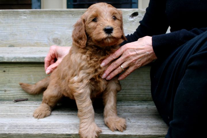 Picture of Blue Ribbon Girl, week 6, 8lb