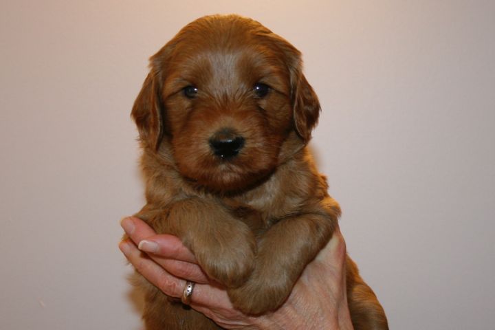 Picture of Blue Ribbon Girl, week 4, 5lb 1oz