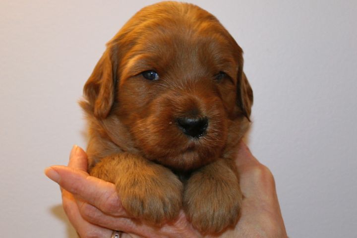 Picture of Blue Ribbon Girl, week 3, 3lb 11oz