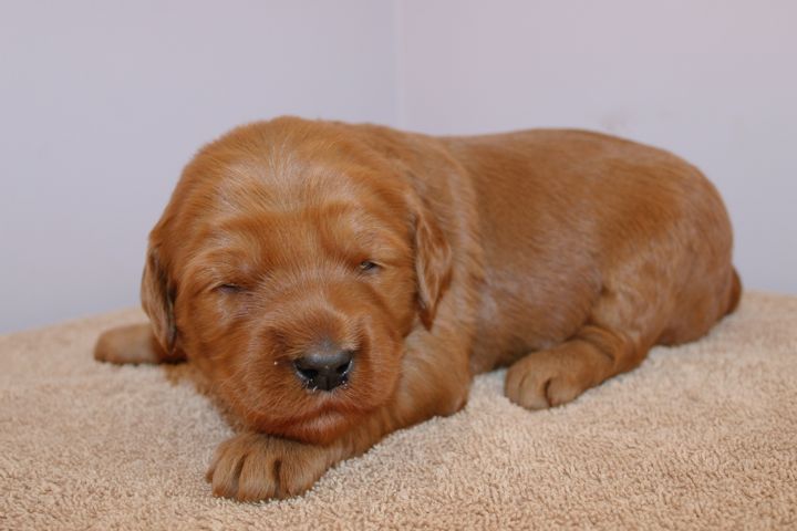 Picture of Blue Ribbon Girl, week 3, 2lb 11oz