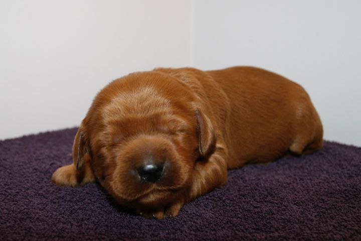 Picture of Blue Ribbon Girl, week 2, 1lb 12oz