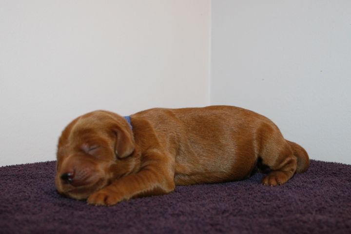 Picture of Blue Ribbon Girl, week 1, 1lb