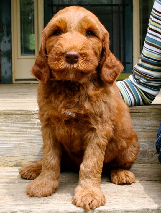 Picture of Blue Ribbon Boy, week 7, 12lb 5oz