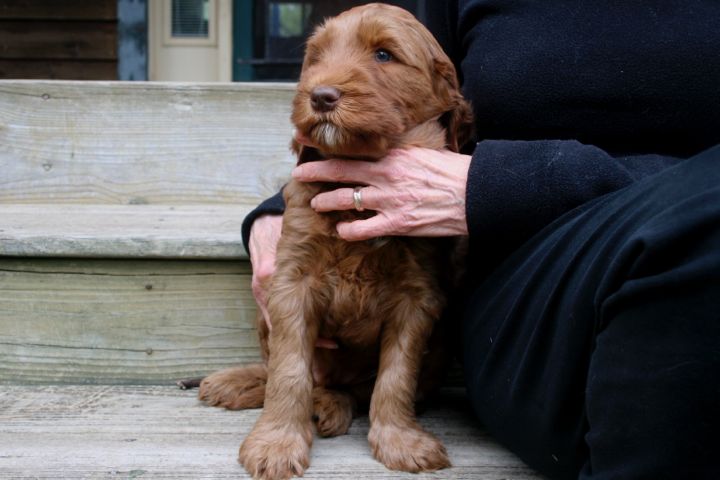 Picture of Blue Ribbon Boy, week 6, 10lb 12oz
 