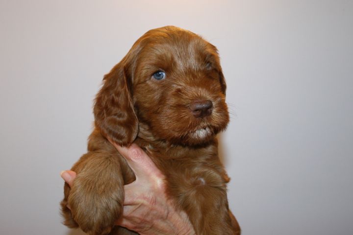Picture of Blue Ribbon Boy, week 5, 8lb 11oz