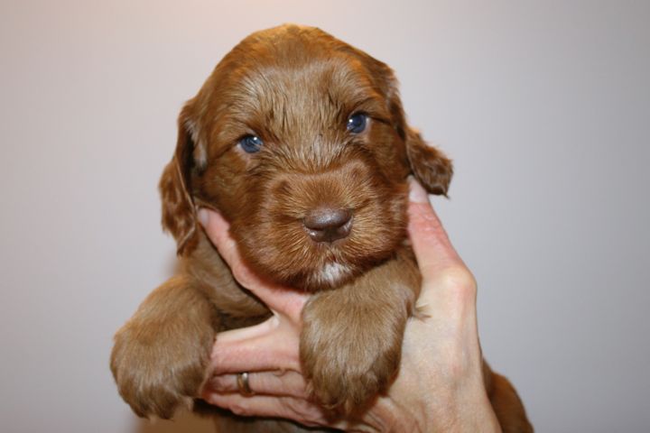 Picture of Blue Ribbon Boy, week 4, 6lb 9oz