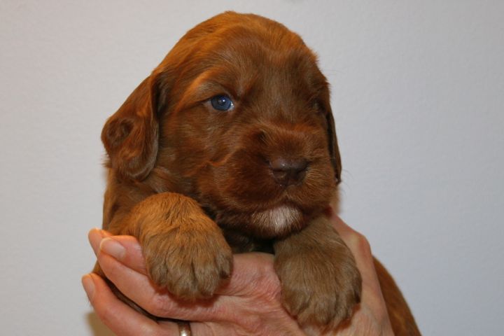 Picture of Blue Ribbon Boy, week 3, 4lb 12oz