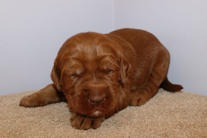 Picture of Blue Ribbon Boy, week 3, 2lb 14oz