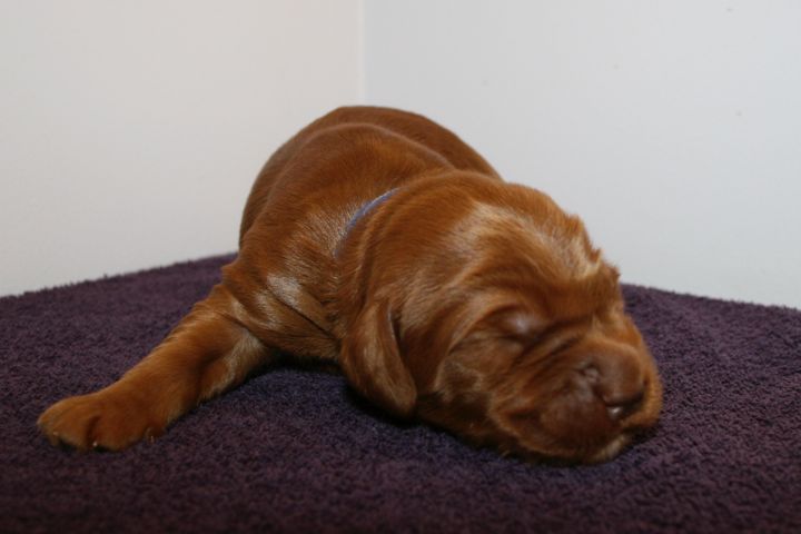 Picture of Blue Ribbon Boy, week 2, 2lb