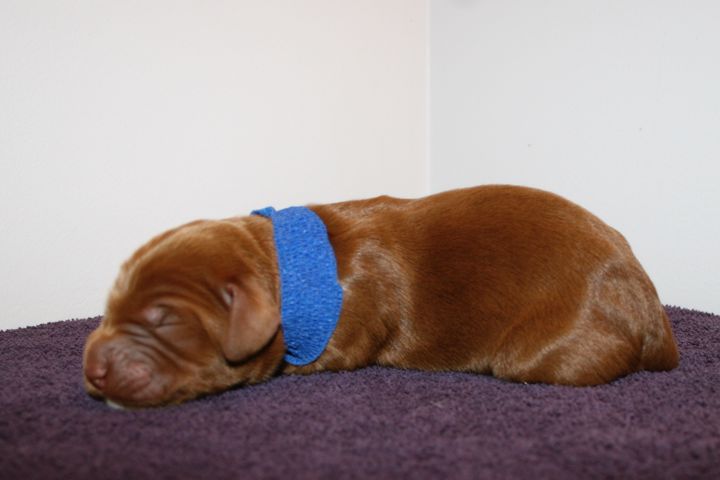 Picture of Blue Ribbon Boy, week 1, 1lb 3oz