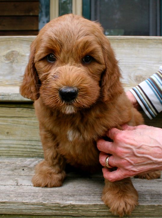 Picture of Teal Ribbon Boy, week 7, 9lb