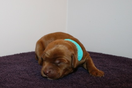 Teal Ribbon Boy, week 1, 15oz