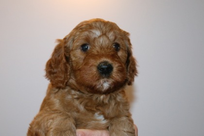 Red Ribbon Girl, week 5, 6lb 3oz