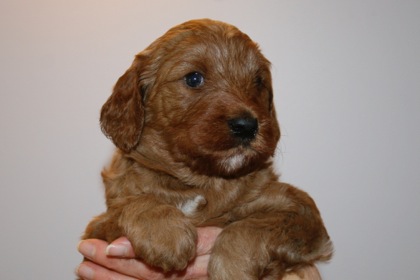 Red Ribbon Girl, week 4, 5lb 1oz