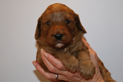 Red Ribbon Girl, week 3, 3lb 14oz