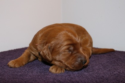 Red Ribbon Girl, week 2, 1lb 14oz