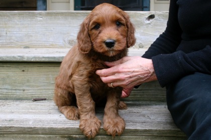Red Ribbon Boy, week 6, 9lb 9oz
