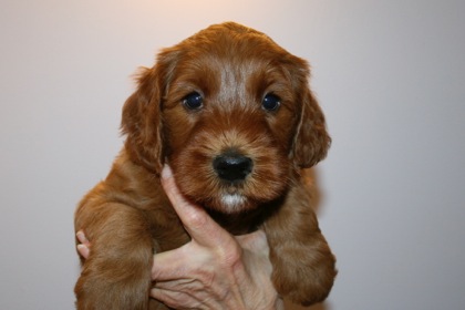 Red Ribbon Boy, week 5, 8lb 5oz