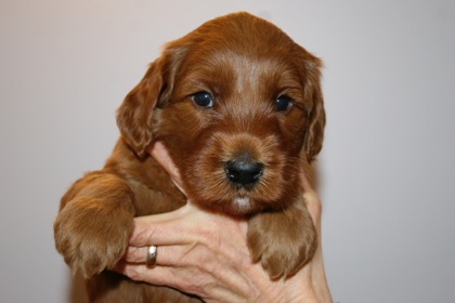 Red Ribbon Boy, week 4, 6lb 8oz