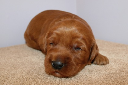 Red Ribbon Boy, week 3, 3lb 7oz