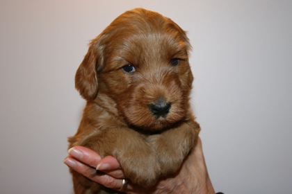 Teal Ribbon Girl, week 4, 4lb 14oz